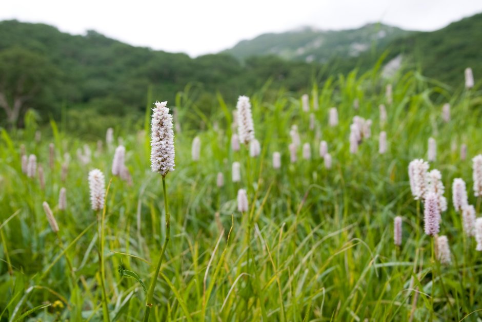 Горец змеиный (Polygonum bistorta l.)