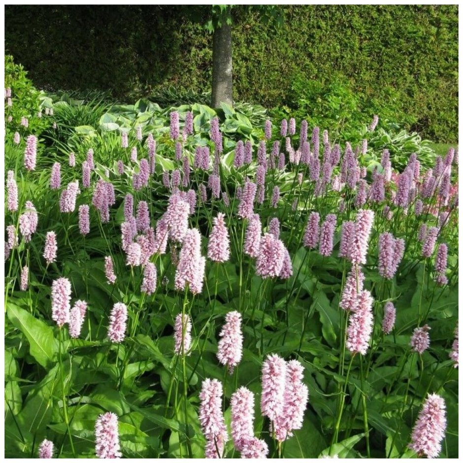 Горец змеиный (Persicaria bistorta `hohe Tatra`)