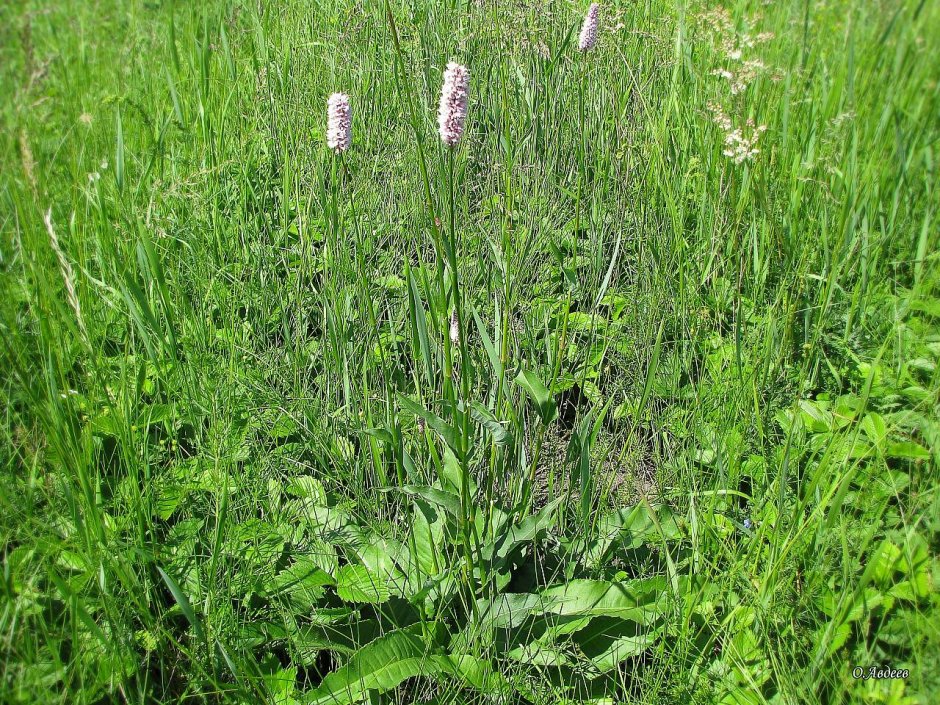Горец свечевидный "rosea" (Persicaria amplexicaulis)