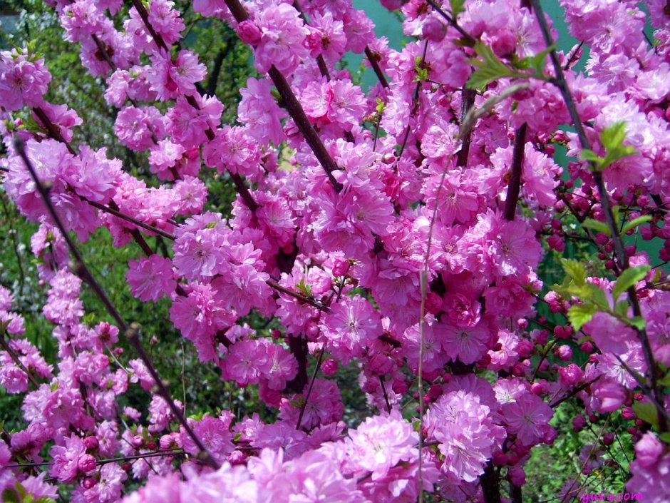 Prunus triloba миндаль