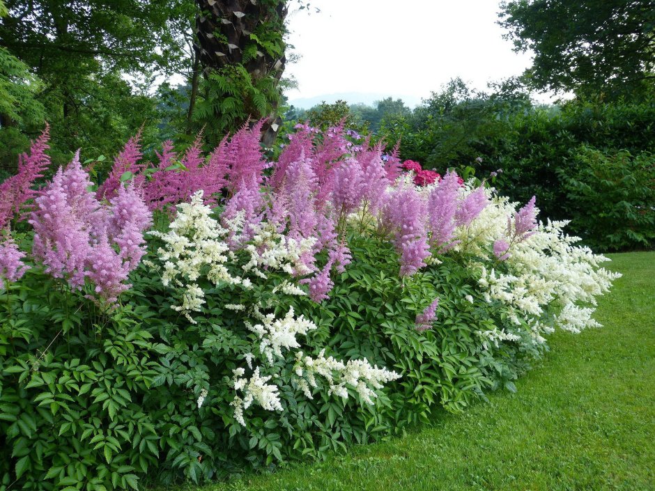 Filipendula палата розовая