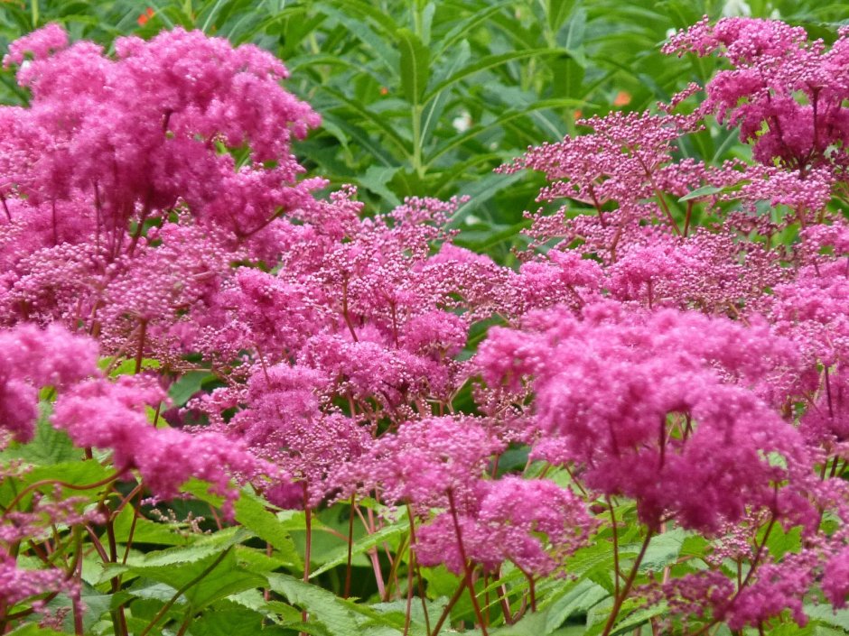 Лабазник (Filipendula) Элеганс