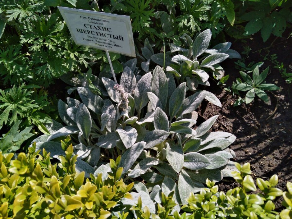 Стахис шерстистый 'Silver Carpet'