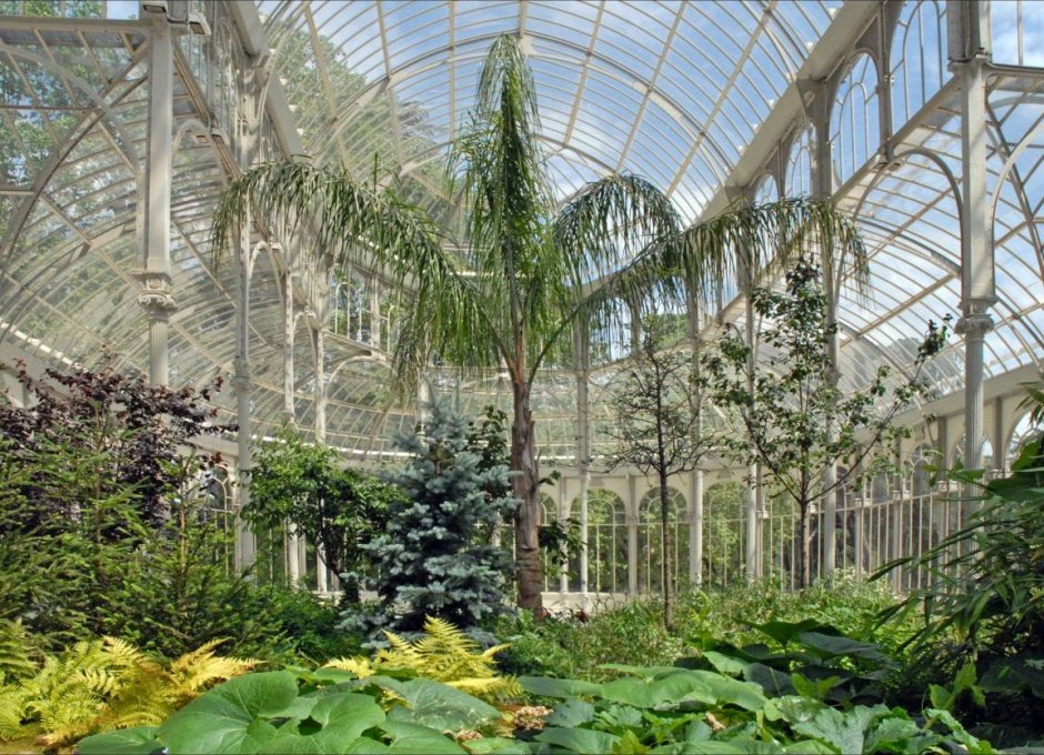 Королевский Ботанический сад Сидней Папоротниковая оранжерея