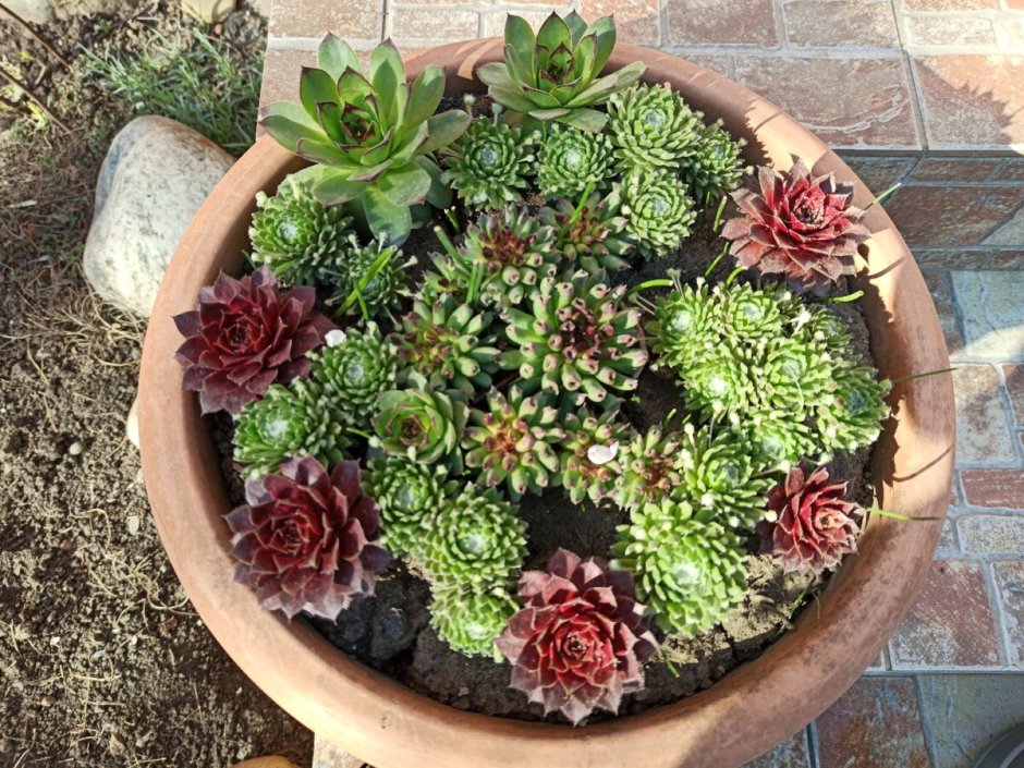 Растение живучка Sempervivum