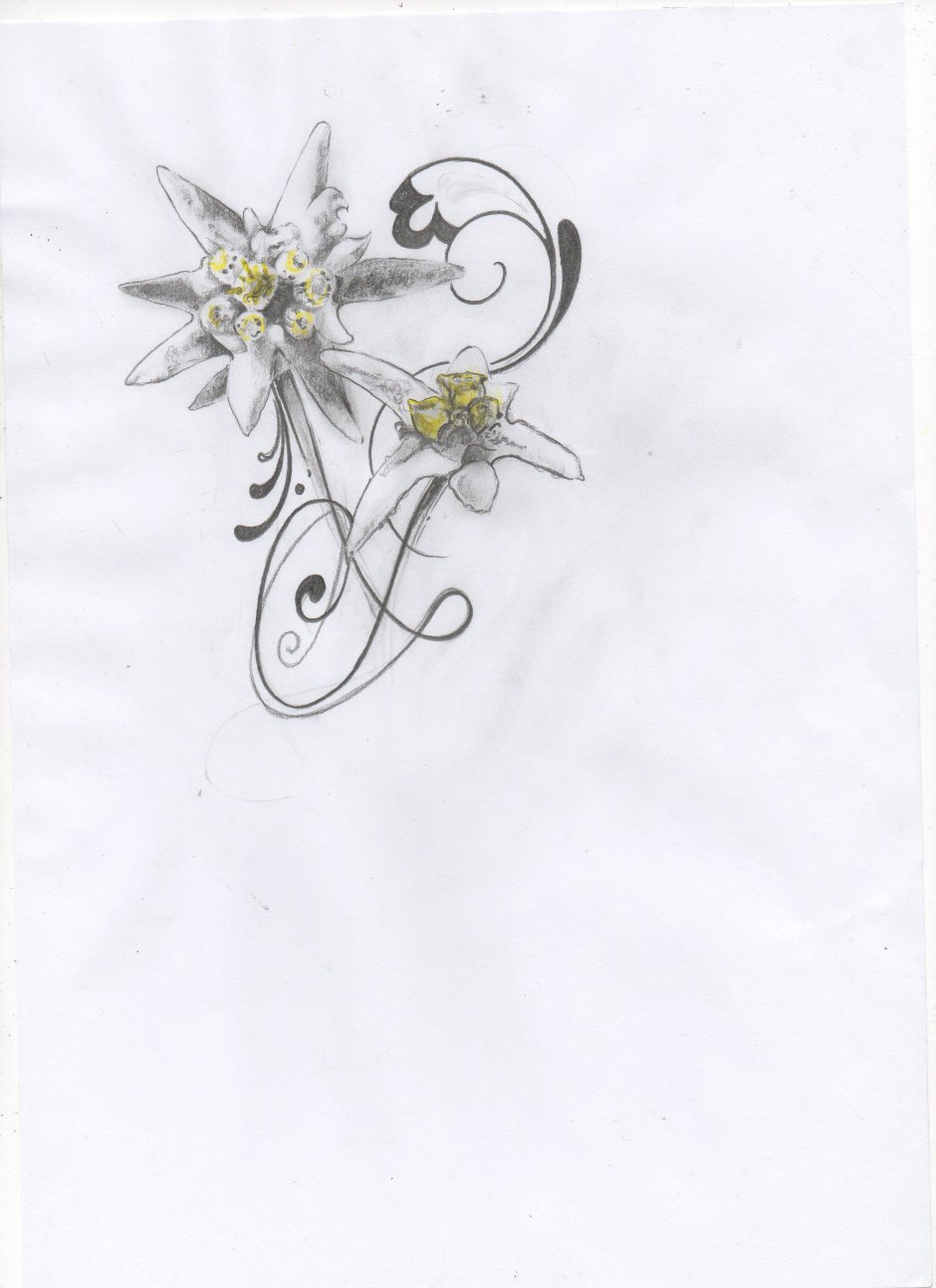 Крымский Эдельвейс цветок