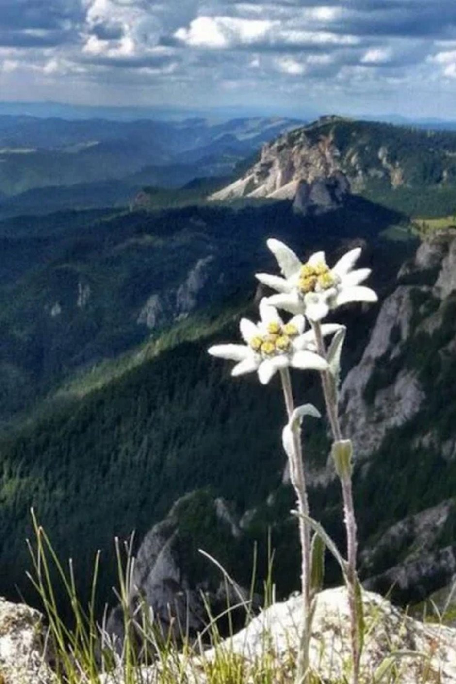 Эдельвейс цветет в горах Крыма?