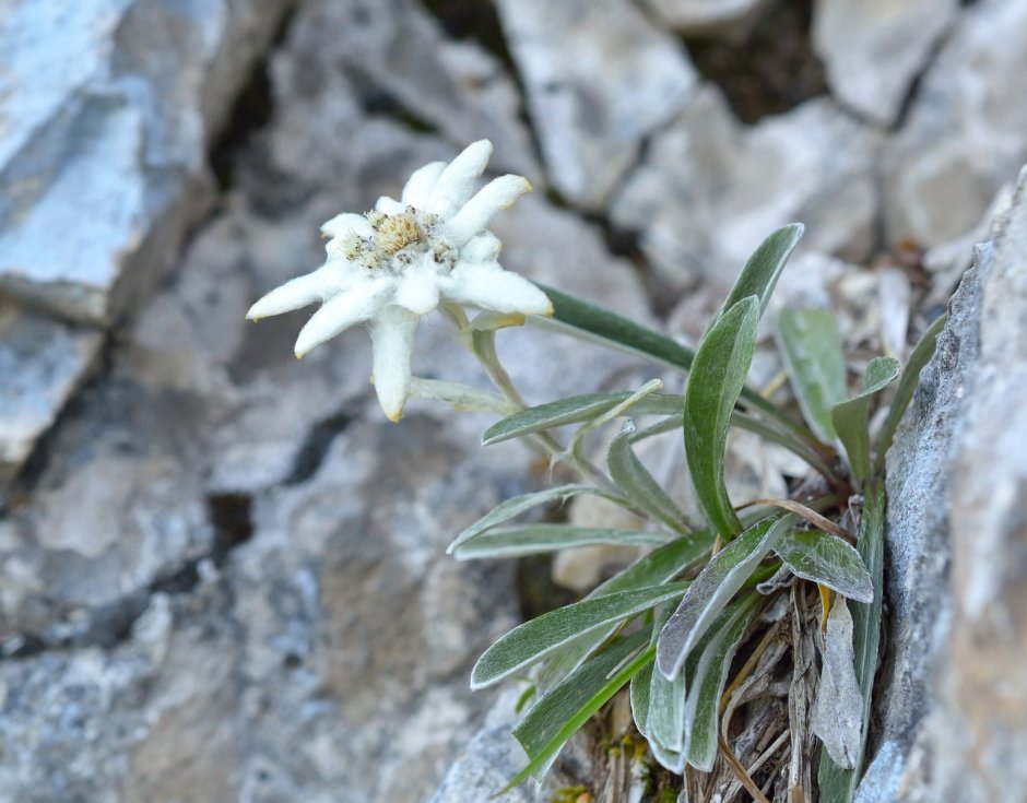 Эдельвейс цветок серебро