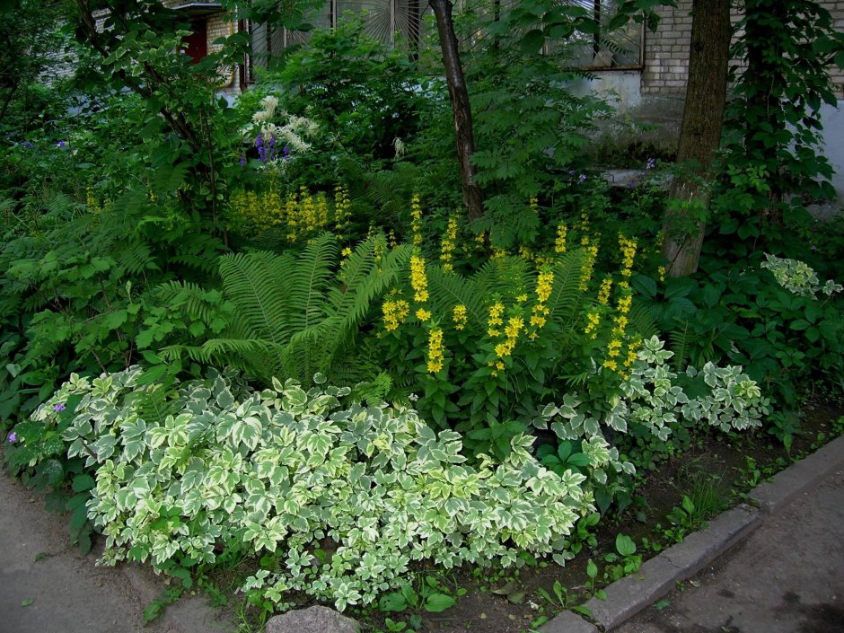 Вербейник монетчатый, вербейник точечный,