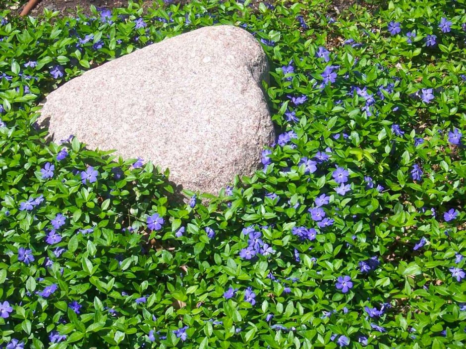 Барвинок малый (Vinca Minor)