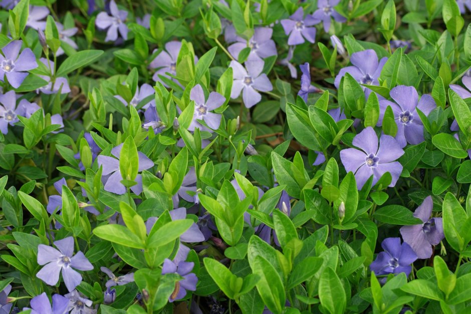 Барвинок Vinca Minor