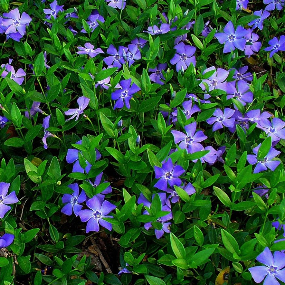 Барвинок малый (Vinca Minor)