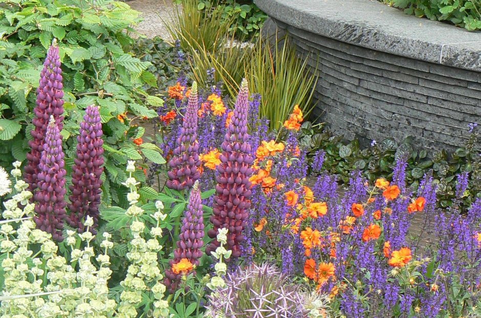 Lupinus 'Masterpiece'