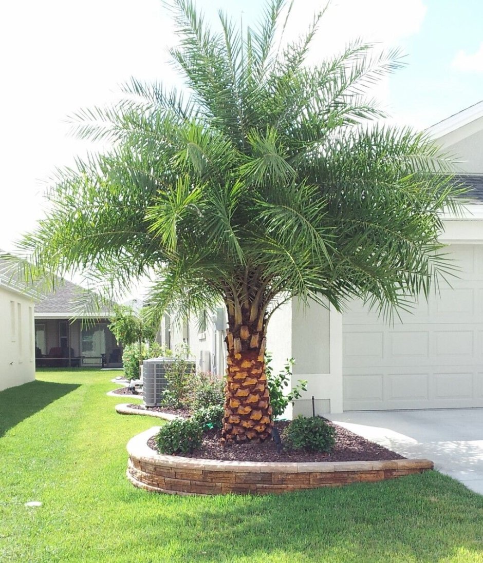 Декоративные пальмы для сада