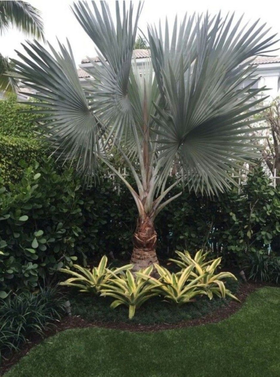 Пальмы в ландшафте