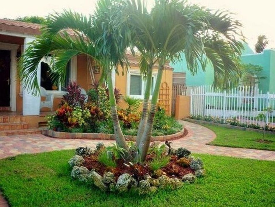 Пальма в палисаднике