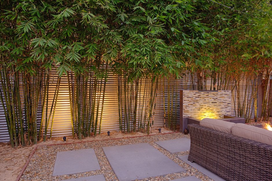Бамбук в саду