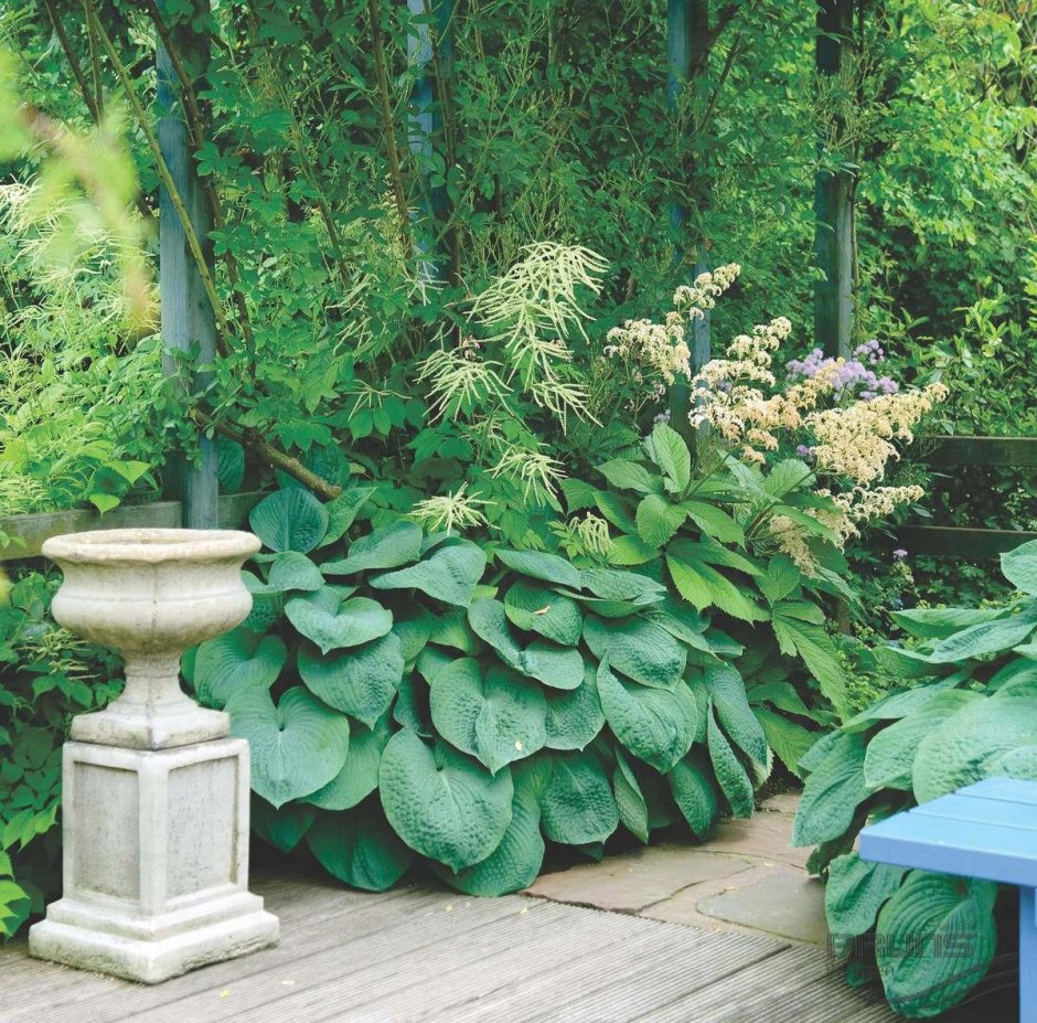 Hosta sieboldiana elegans