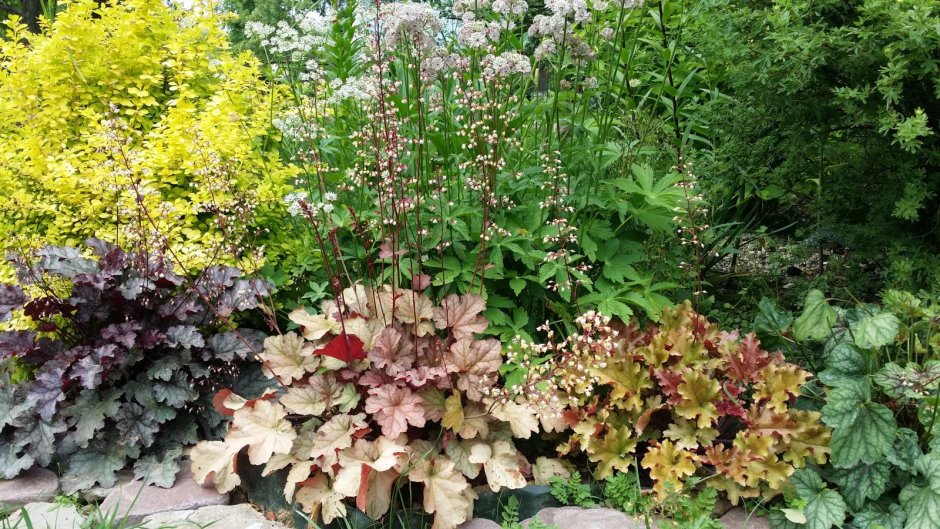 Роджерсия aesculifolia