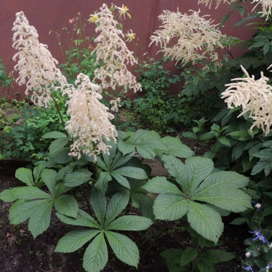 Астильбоидес пластинчатый (astilboides tabularis)