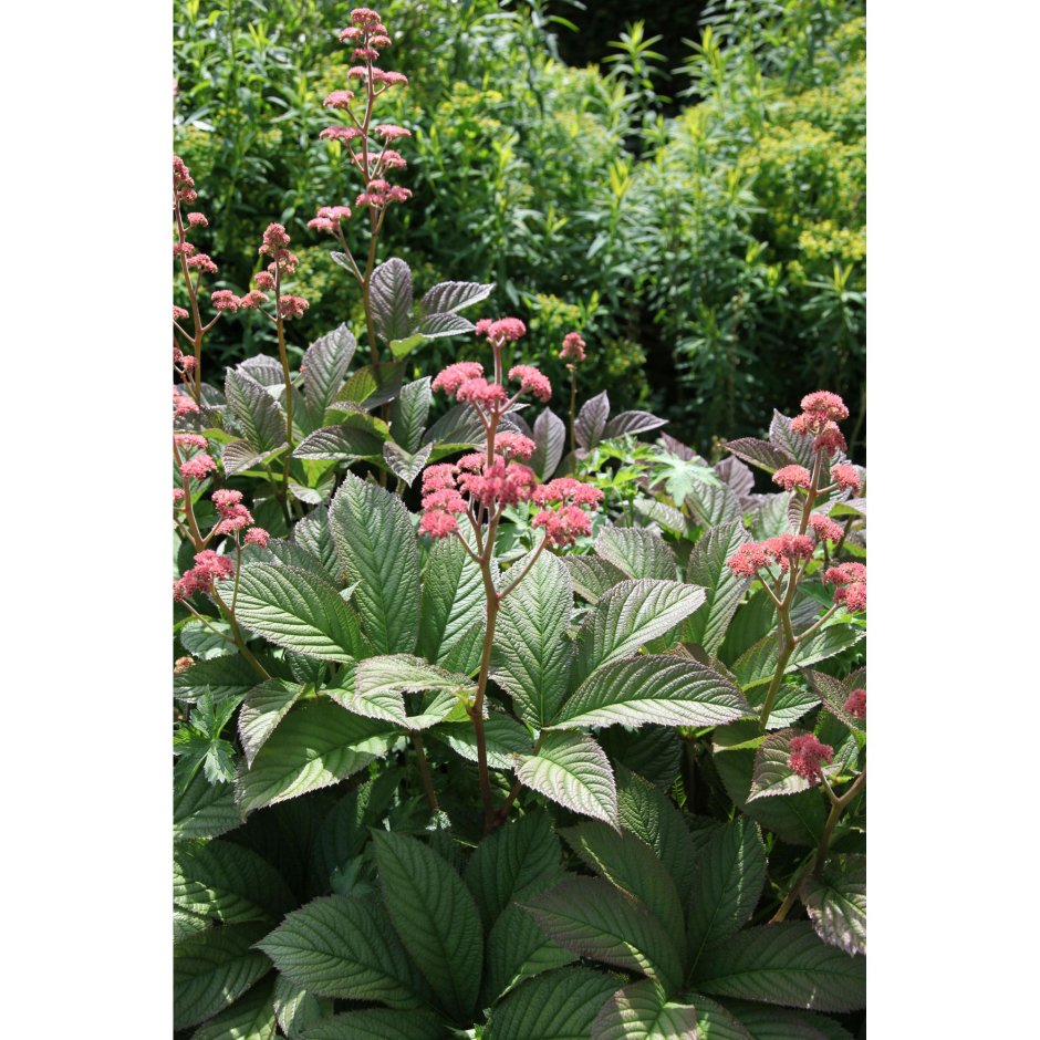 Роджерсия aesculifolia