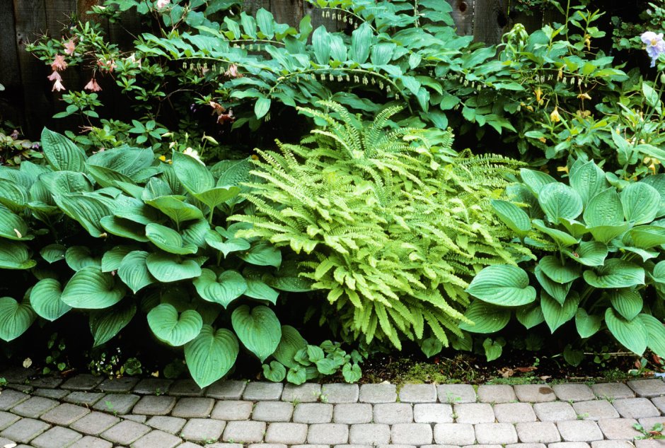 Chelsea Garden show 2008