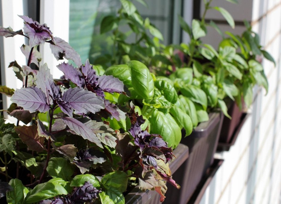 Basil parsley