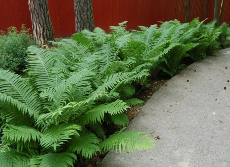 Athyrium filix - Femina 'victoriae'