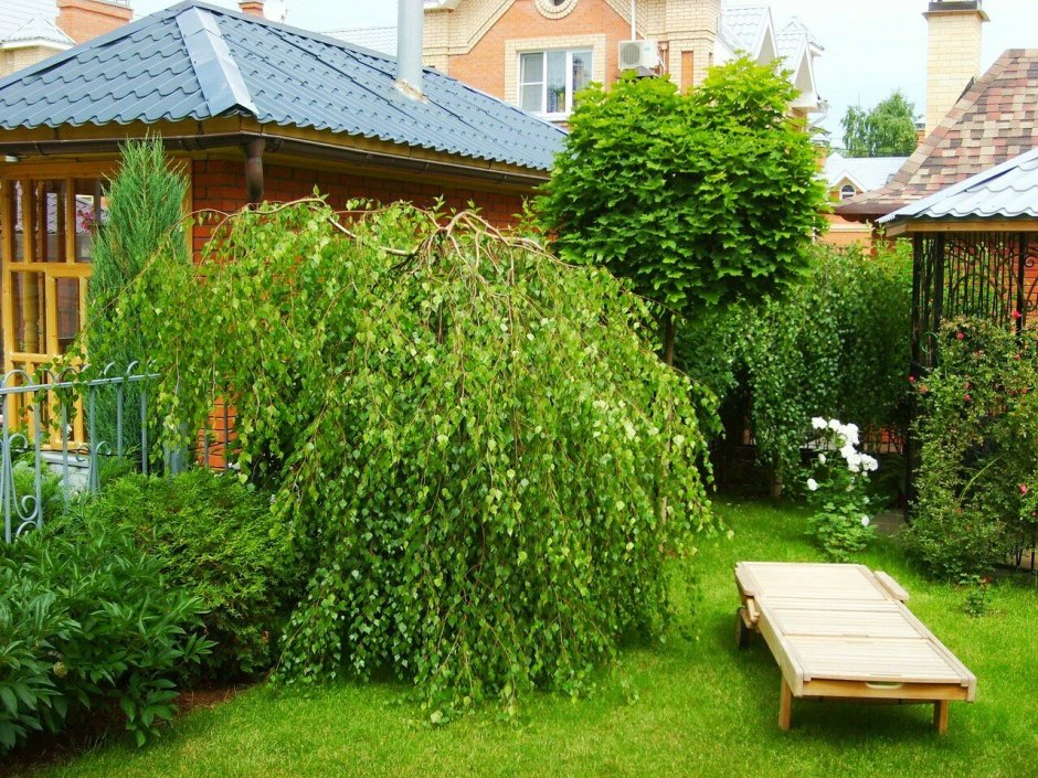 Сосна Pinus Sylvestris Watereri штамб