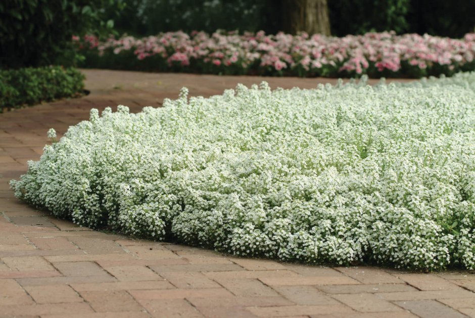 Ясколка войлочная (Cerastium tomentosum)