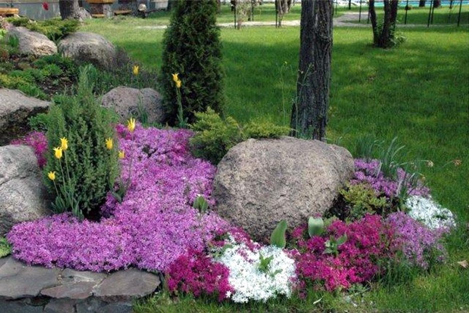Сантолина кипарисовидная (сизая)