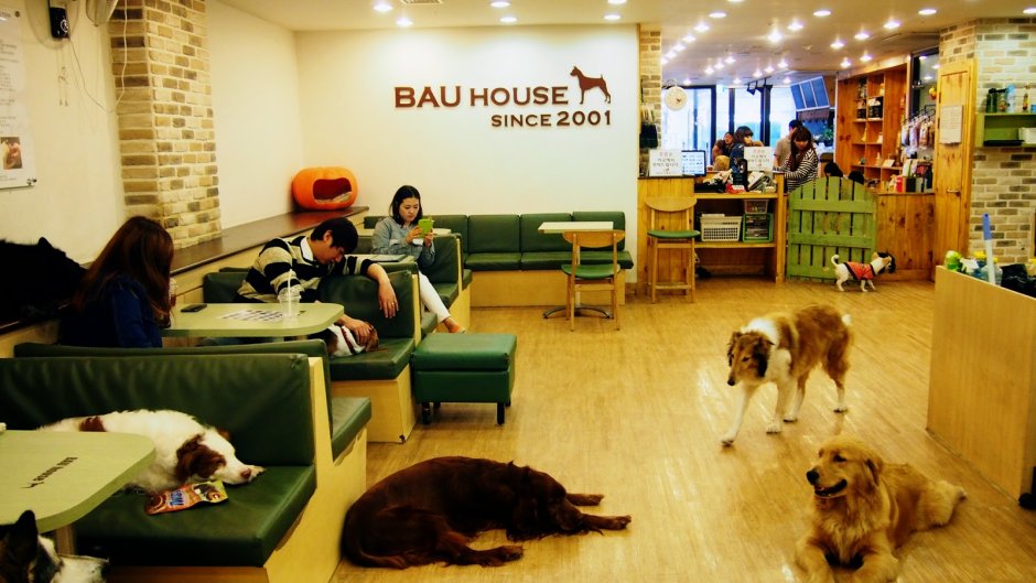 Bau House Dog Cafe Корея
