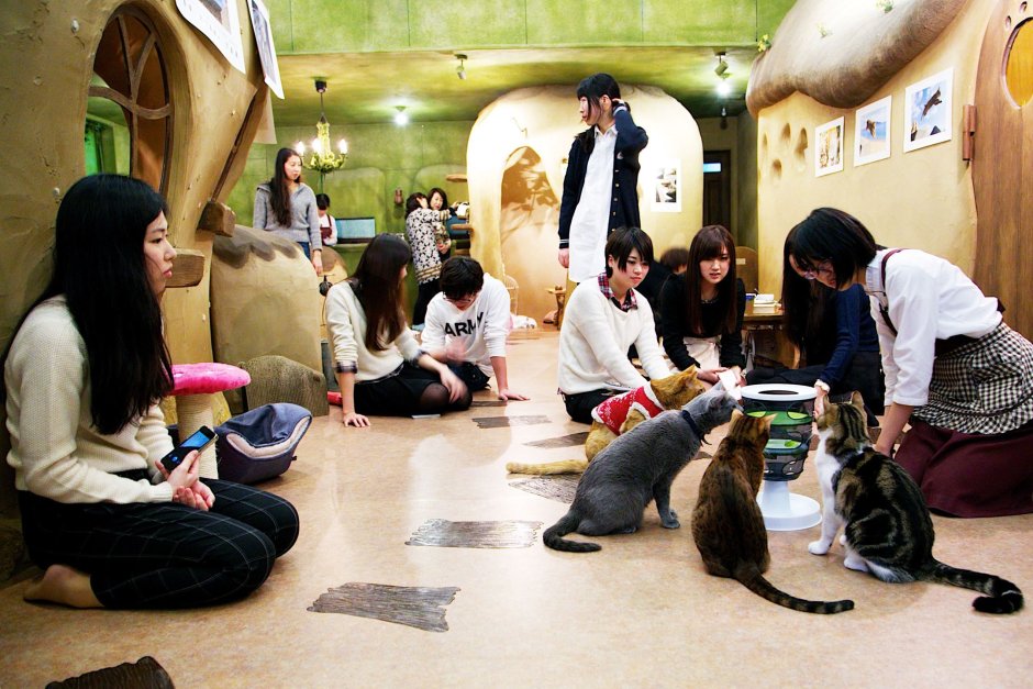 Кошачье кафе - "Cat Cafe" в Японии