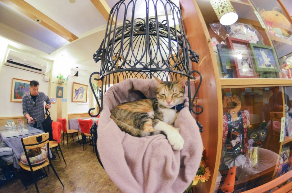 Кошачье кафе “the Cats” интерьер фото