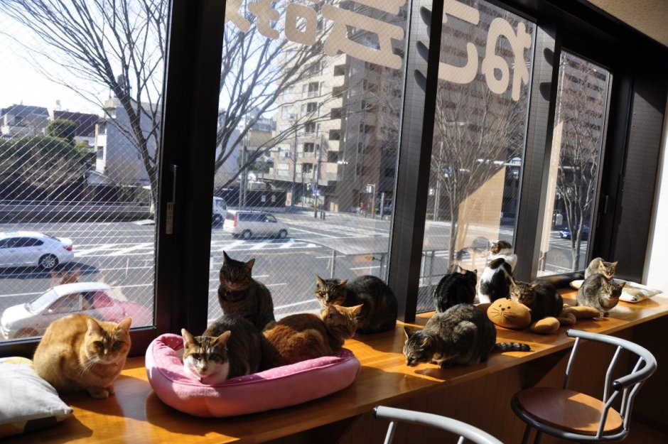 Кошачье кафе - "Cat Cafe" в Японии