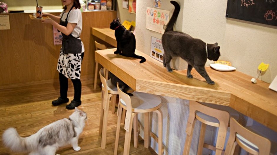 Япония кафе кошачье кафе