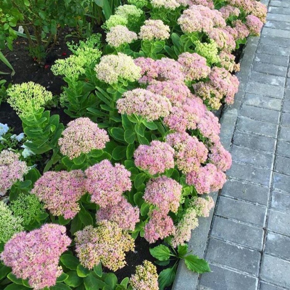 Очиток Видный (Sedum spectabile)