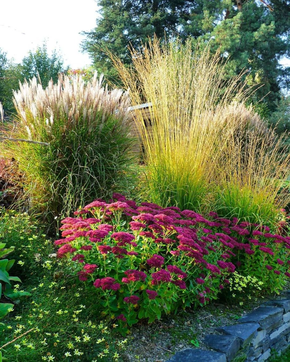 Sedum spurium 'Voodoo'