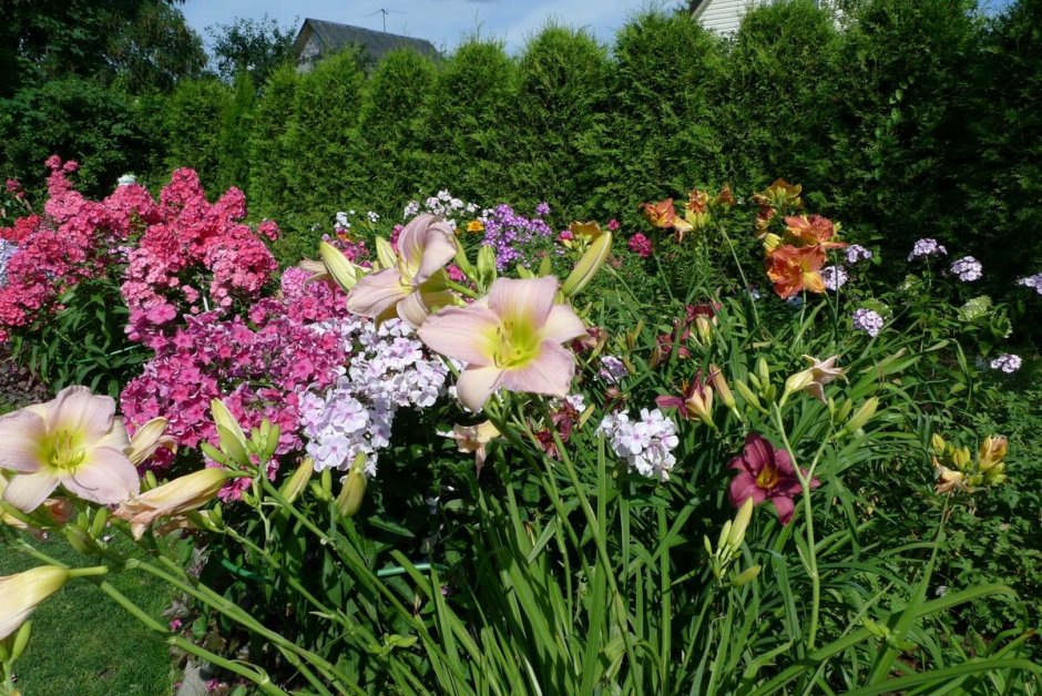 Флоксы с лилейниками