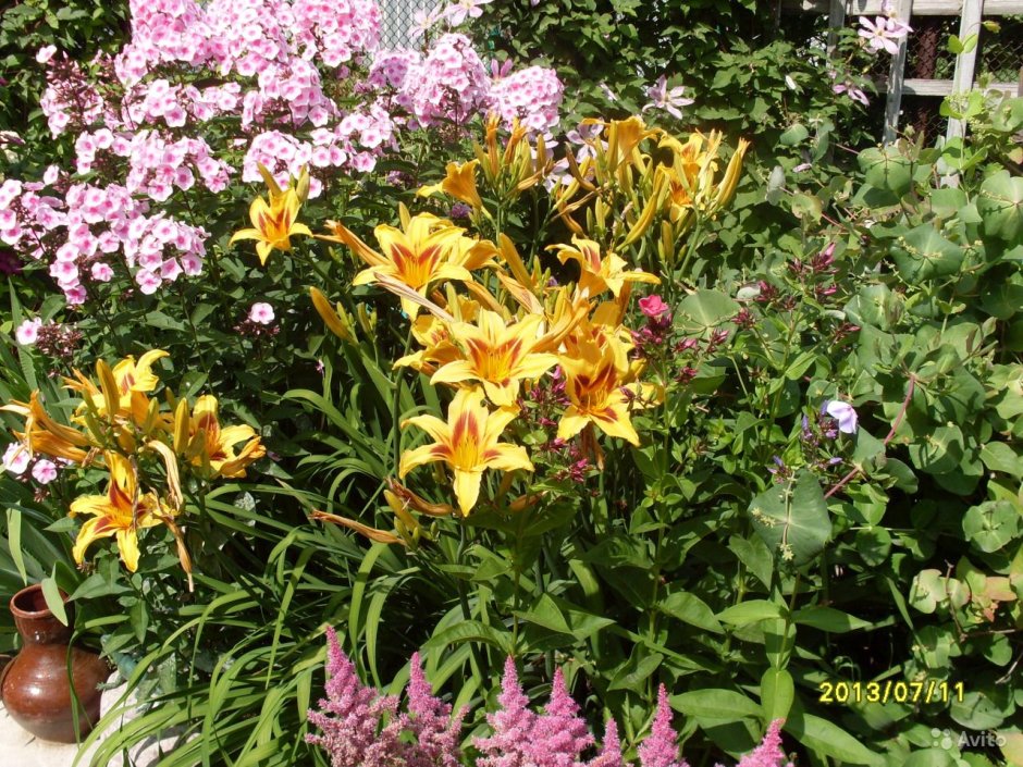 Цветы многолетники лилейник