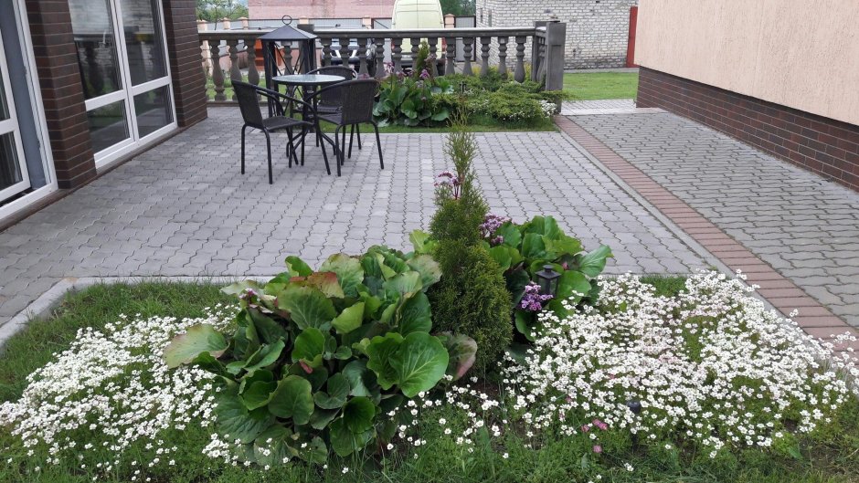 Тюльпан Нарцисс Крокус гортензия