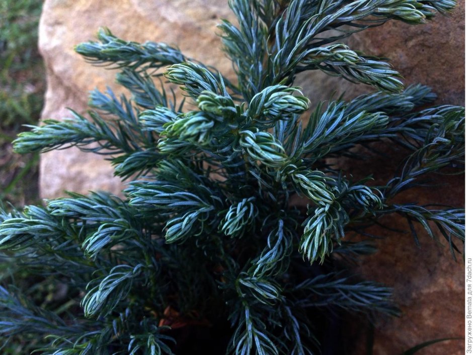 Obtusa Nana