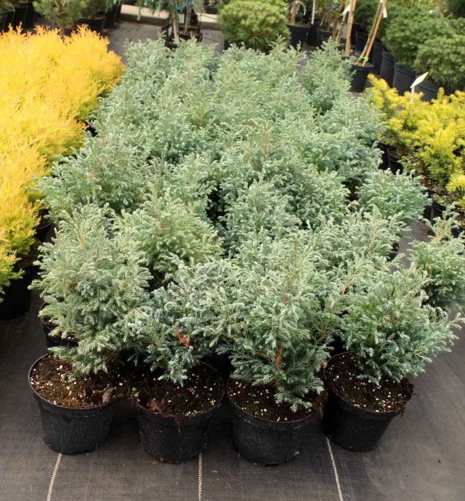 Chamaecyparis pisifera 'Snow'