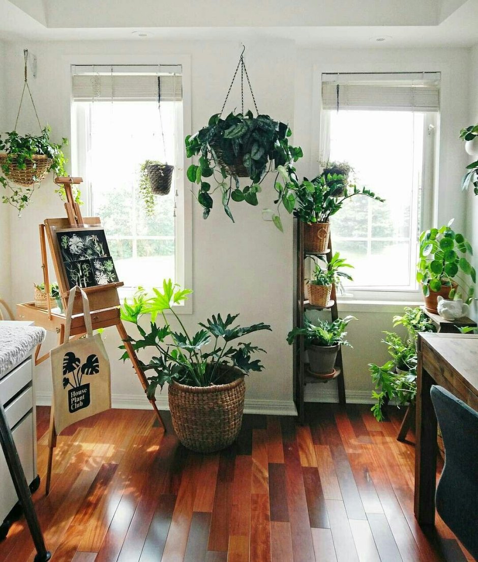 Зонирование комнаты растениями