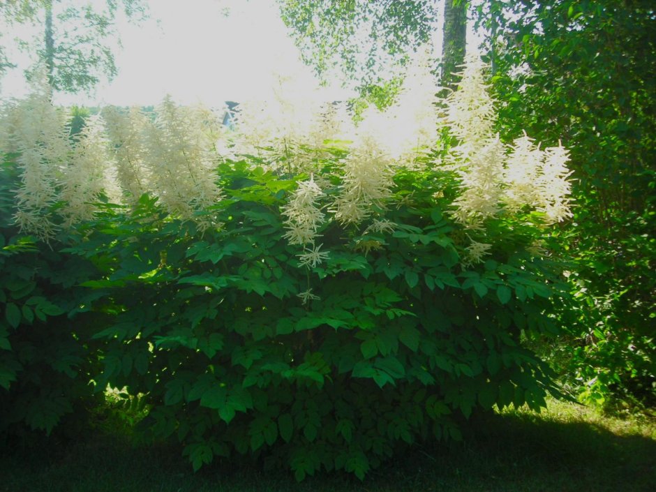 Горец Persicaria polymorpha