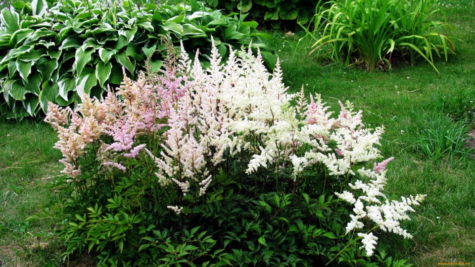 Волжанка китайская (Aruncus sinensis &#96;Zweiweltenkind&#96;)