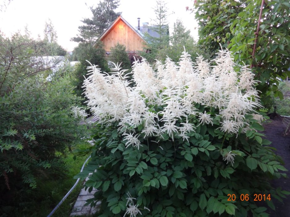 Волжанка Арункус Диокус
