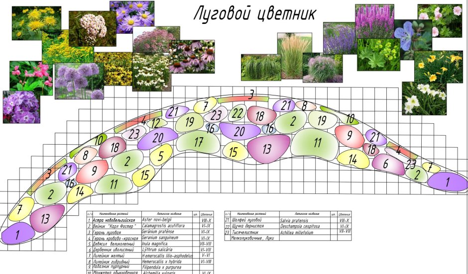Миксбордер непрерывного цветения многолетников схема
