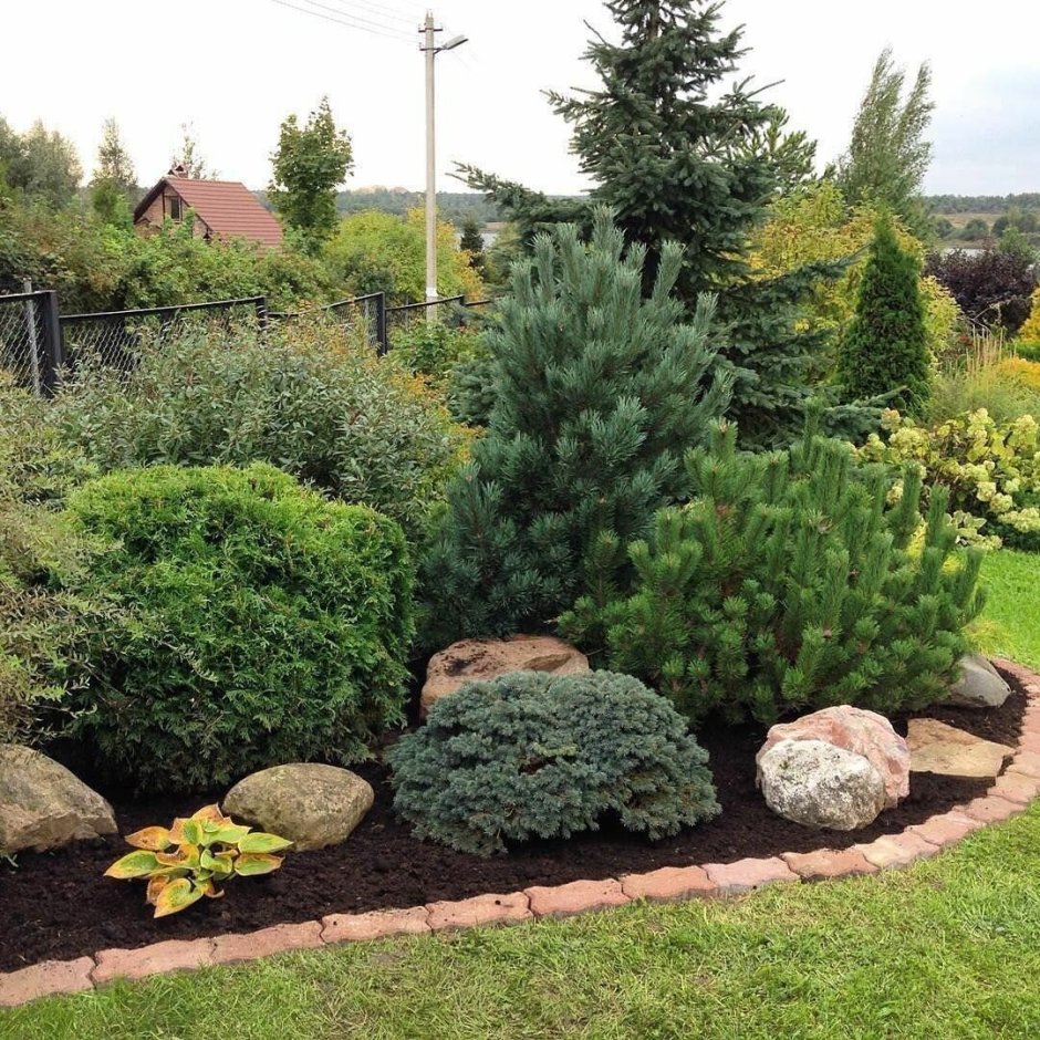 Можжевельник Кипарисный