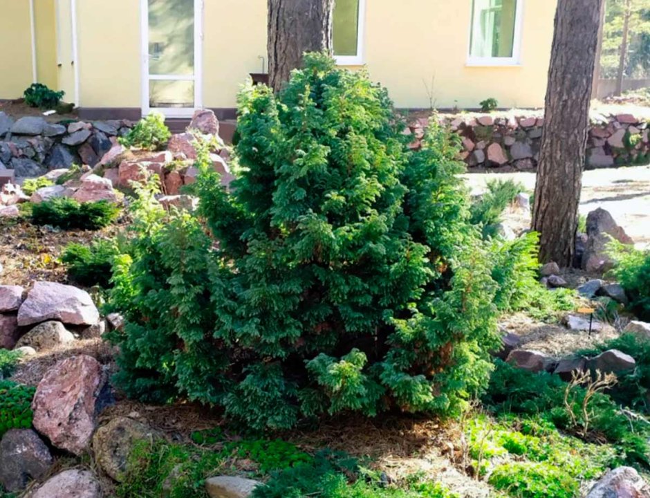 Спирея японская и туя Даника